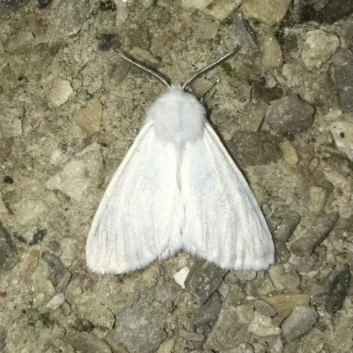 Fall Webworm Moth