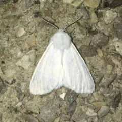 Fall Webworm Moth thumbnail 1