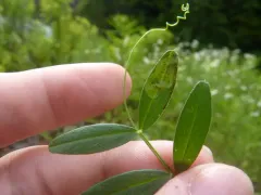 Phytoliriomyza viciae thumbnail 1