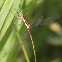 Slender Spreadwing thumbnail 4