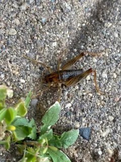 Spotted Camel Cricket thumbnail 2