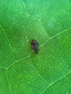 Stephostethus liratus thumbnail 3