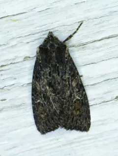 Dusky Apamea Moth thumbnail 2