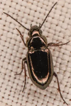 Trachypachus inermis thumbnail 1