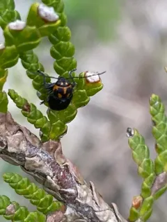 Pachybrachis trinotatus thumbnail 3