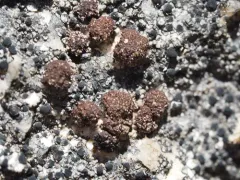 Lesser Rockbud Lichen thumbnail 2