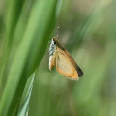Least Skipper thumbnail 2
