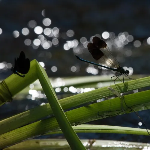 River Jewelwing