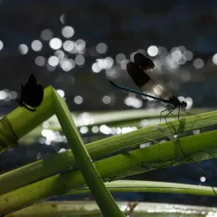 River Jewelwing thumbnail 1