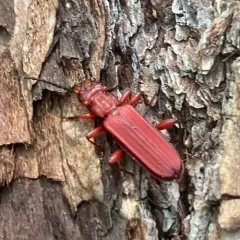 Red Flat Bark Beetle thumbnail 3
