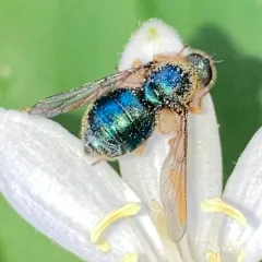 Eulonchus sapphirinus thumbnail 3