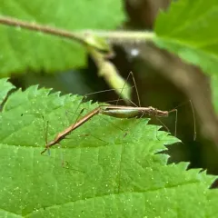 Neoneides muticus thumbnail 2