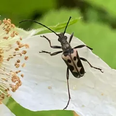 Vancouver Flower Longhorn Beetle thumbnail 3