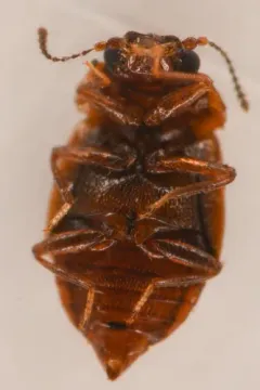 Megarthrus pictus thumbnail 2