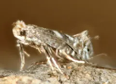 Parornix obliterella thumbnail 2