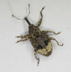 Butternut Curculio thumbnail 2