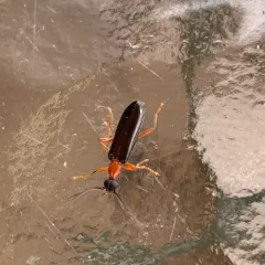 Canada Fire-colored Beetle thumbnail 4