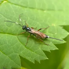 Aritranis director thumbnail 2