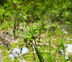 hitchcock's wood-rush thumbnail 2