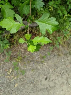 parsley hawthorn thumbnail 4