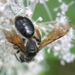 Hawthorn Mining Bee thumbnail 2
