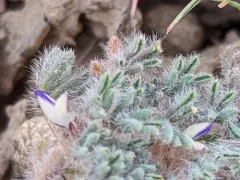 lilliput lupine thumbnail 2