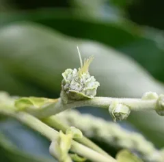 Chinese chestnut thumbnail 4