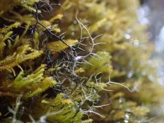 Bicolored Horsehair Lichen thumbnail 3