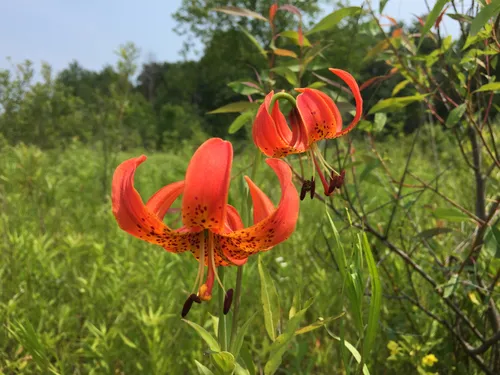 Michigan lily