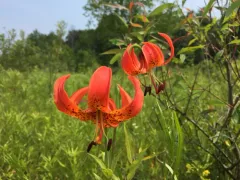 Michigan lily thumbnail 1