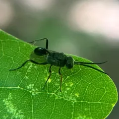 Evaniella semaeoda thumbnail 2