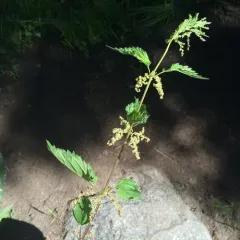 slender stinging nettle thumbnail 4