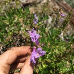 Bush Penstemon thumbnail 3
