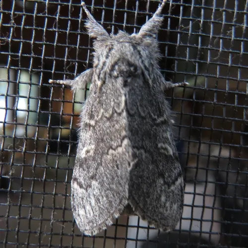 Northern Finned Prominent