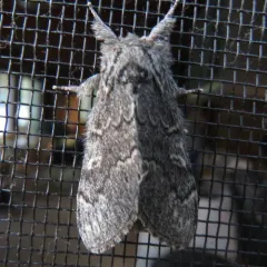 Northern Finned Prominent thumbnail 1