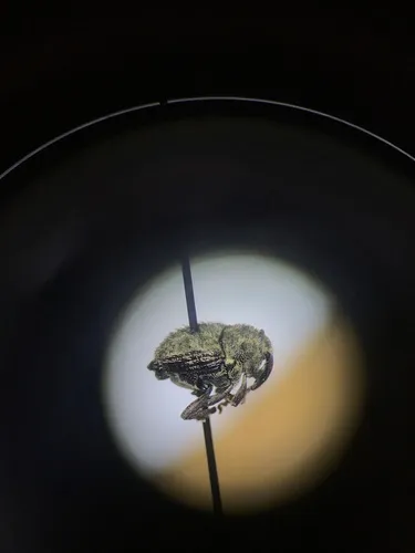 Thistle Crown Weevil