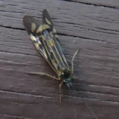 Zebra Caddisfly thumbnail 3