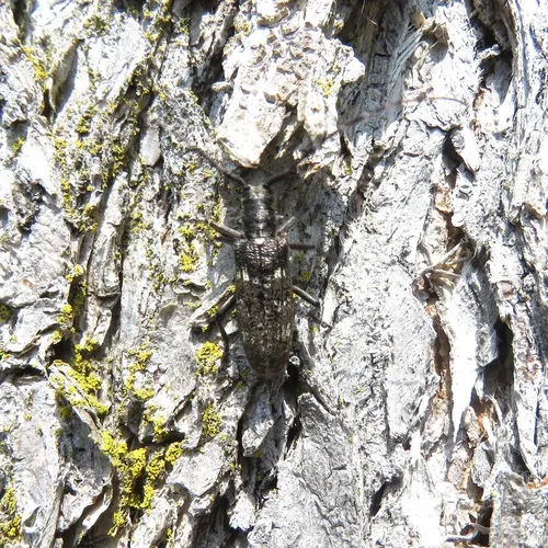 White-spotted Sawyer