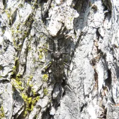 White-spotted Sawyer thumbnail 1