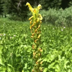 Bracted Lousewort thumbnail 3