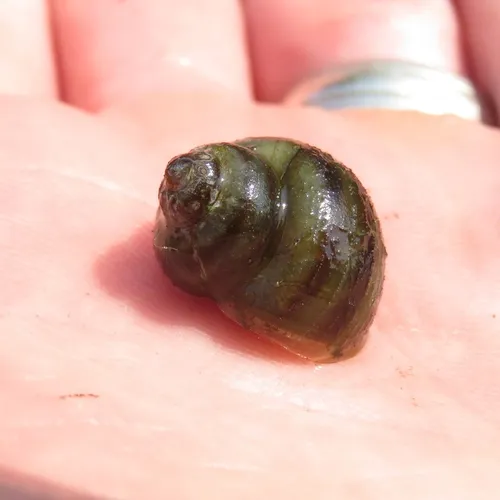 Banded Mystery Snail