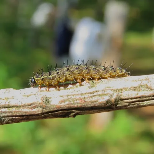 Painted Lichen Moth