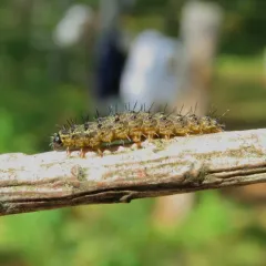 Painted Lichen Moth thumbnail 1