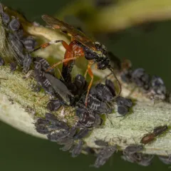 Common Hover Fly Parasitoid Wasp thumbnail 2