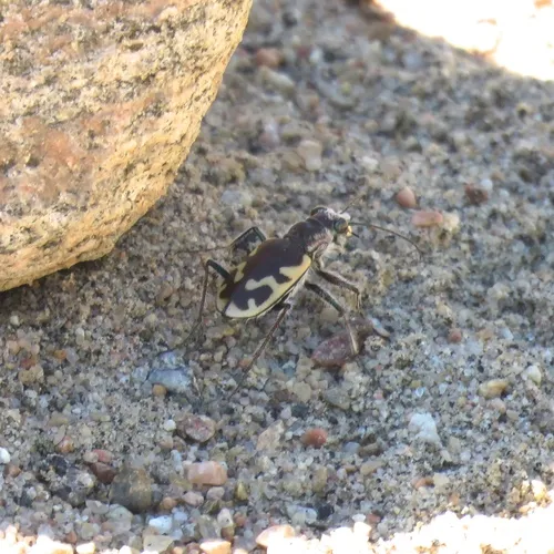 Big Sand Tiger Beetle