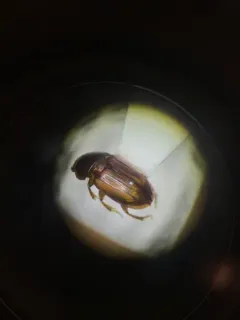 Blackburneus stercorosus thumbnail 2
