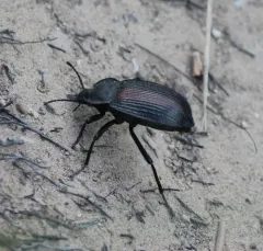 Red-backed Darkling Beetle thumbnail 2
