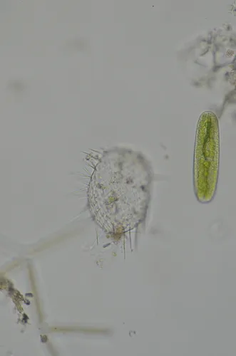Euglypha strigosa