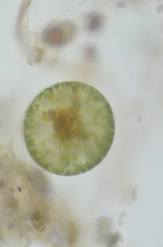 Eremosphaera viridis