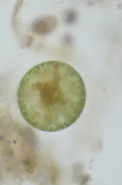 Eremosphaera viridis thumbnail 1